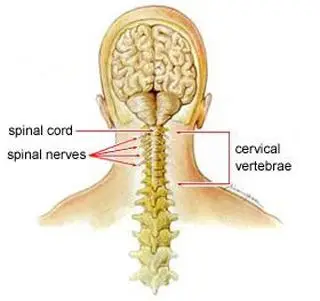 pathakwavecurecenter.in  Cervical and Stiff Neck November 12, 2019 Cervical and Stiff Neck Treatment in Pathak wave cure center – 