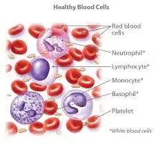 pathakwavecurecenter.in  blood cancer symptoms November 1, 2019 Blood Cancer, blood cancer symptoms remedy in Noida. – 