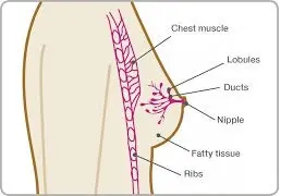 pathakwavecurecenter.in  home remedies for breast cancer November 12, 2019 Breast Cancer Remedy - Pathak Wave Cure Center is best place – 